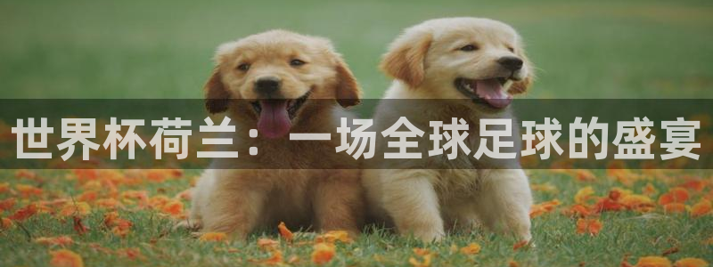 世预赛赛程表：世界杯荷兰：一场全球足球的盛宴